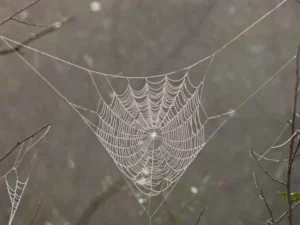 spider web