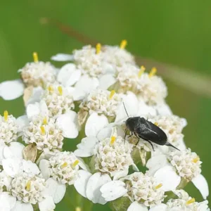 Black tumbling flower beetle perched on a white yarrow flower head with yellow centers