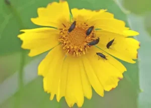 Five black tumbling flower beetles gathered on the center of a bright yellow composite flower
