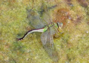 Common Green Darner trapped in algae with wings spread
