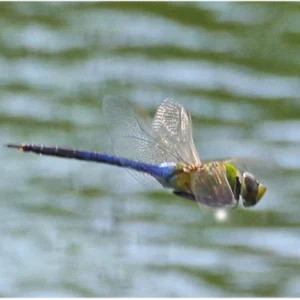 Common Green Darner flying over water with wings extended