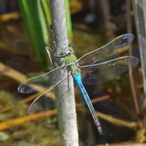 Male Common Green Darner with bright blue abdomen on plant stem