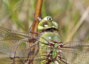 Close-up of Common Green Darner head showing large compound eyes