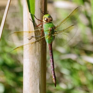Green Darner perched vertically on reed with wings spread
