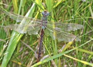 Female Common Green Darner with reddish abdomen perched on grass