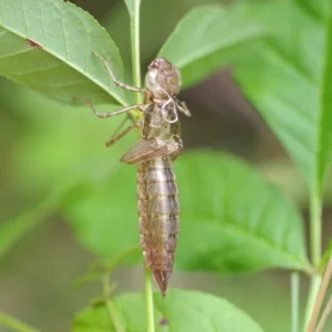 Common Green Darner exuvia clinging to plant stem after emergence