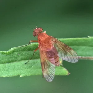 deer fly on leaf