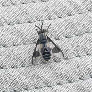 deer fly on hat fabric