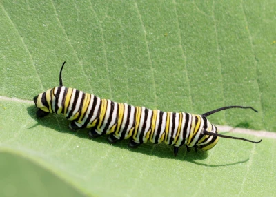 Monarch caterpillar with black, white, and yellow stripes feeding on a green milkweed leaf