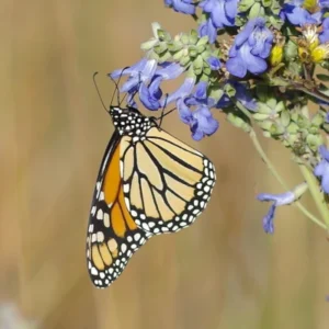 Adult monarch butterfly perched on purple flowers collecting nectar during spring migration
