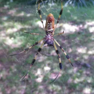 Golden silk orb-weaver in web