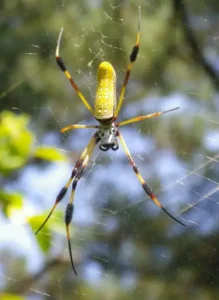 Female golden silk orb-weaver on web