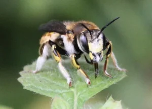 European wool carder bee (Anthidium manicatum) showing yellow markings on abdomen while resting on rocky ground
