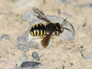 Top view of European wool carder bee showing bold yellow and black abdominal pattern