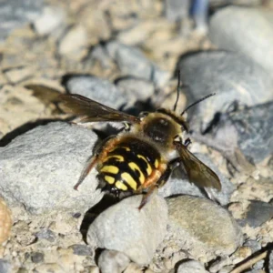 Male European wool carder bee displaying alert posture on ground, known for territorial behavior