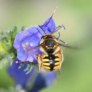 European wool carder bee visiting a purple flower to collect pollen and nectar