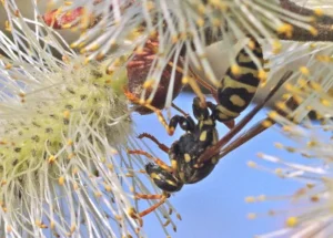 Paper wasp feeding on willow catkins
