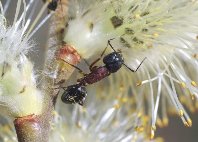 Ant crawling among willow catkin filaments