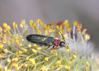 Red-necked beetle dusted with pollen on willow