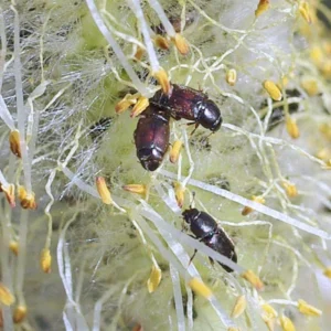Small sap beetles inside willow catkin
