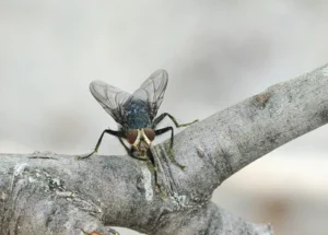 Cluster fly perched on branch