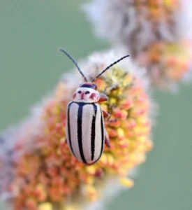 Striped leaf beetle on colorful willow catkin
