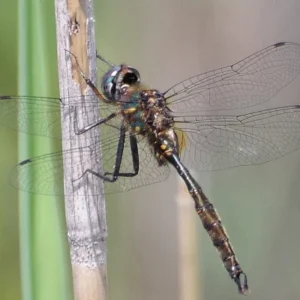 Brush-tipped Emerald dragonfly perched on a reed showing metallic body and green eyes