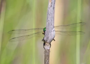 Brush-tipped Emerald dragonfly partially hidden on a vertical stem in wetland habitat