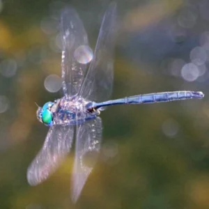 Brush-tipped Emerald dragonfly in flight with iridescent green eyes and transparent wings