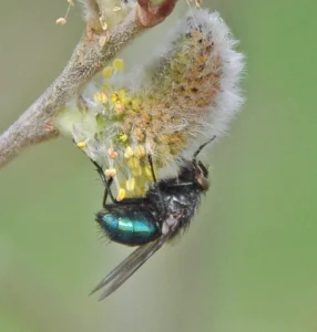 Green bottle fly on willow flower