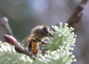 Honeybee collecting nectar from willow bloom