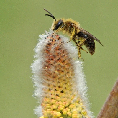 Pussy willow Pollinators