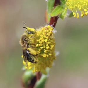Pollen-covered mining bee on yellow willow flowers