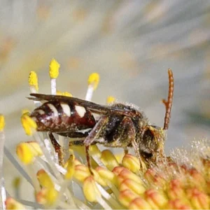 Nomada cuckoo wasp on willow blossoms