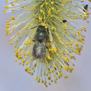 Metallic green sweat bee on willow catkin