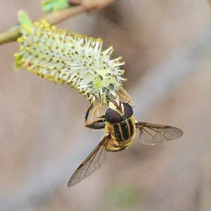 Hoverfly feeding on willow flower