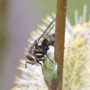 Tachinid fly resting on willow bud