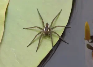 fishing spider floating on a leaf on a wetland