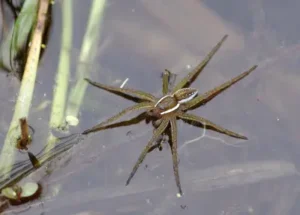 fishing spider on a wetland