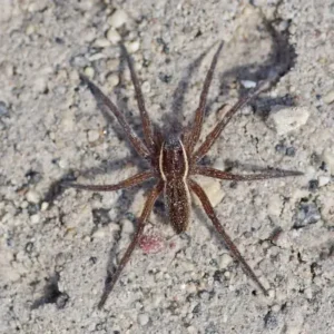 fishing spider on dry ground