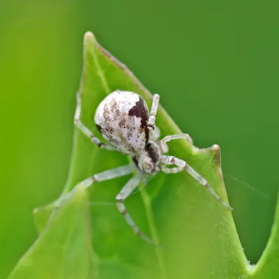 Crab Spider, Part 2 – Metallic Crab Spider