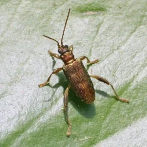 Waterlily leaf beetle