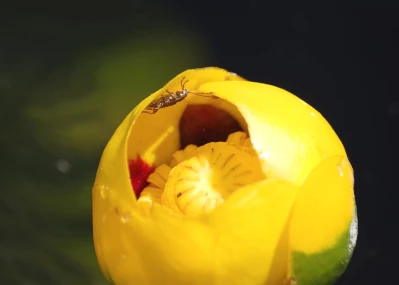 Waterlily leaf beetle