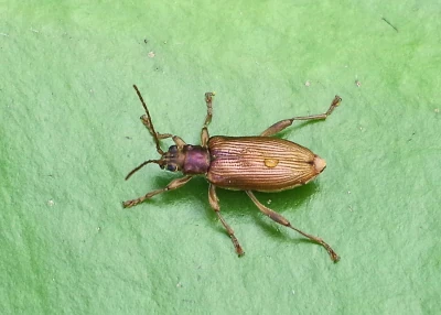Waterlily leaf beetle