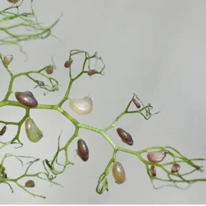 Close-up of bladderwort aquatic plant trapping tiny cyclops crustaceans in a wetland pond