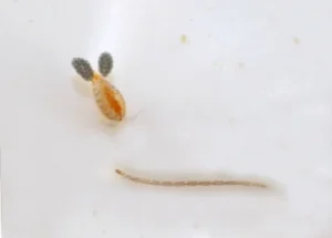 Microscopic cyclops beside a slender aquatic larva in pond water