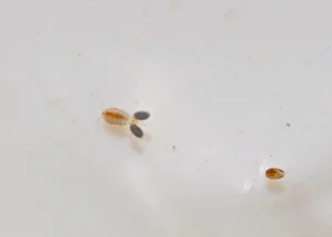 Cyclops copepod and tiny ostracod crustacean viewed under magnification