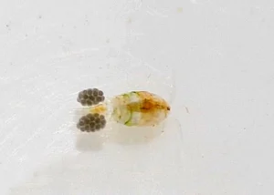 Microscopic view of a cyclops copepod carrying two egg sacs