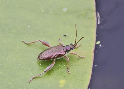 Waterlily leaf beetle