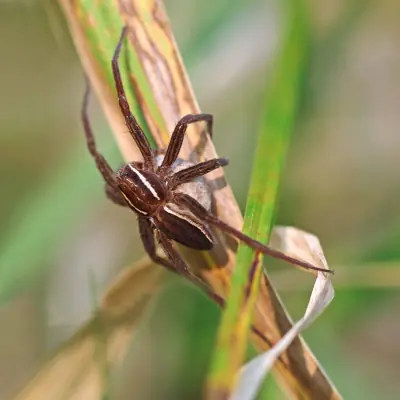 6-spotted Fishing Spider